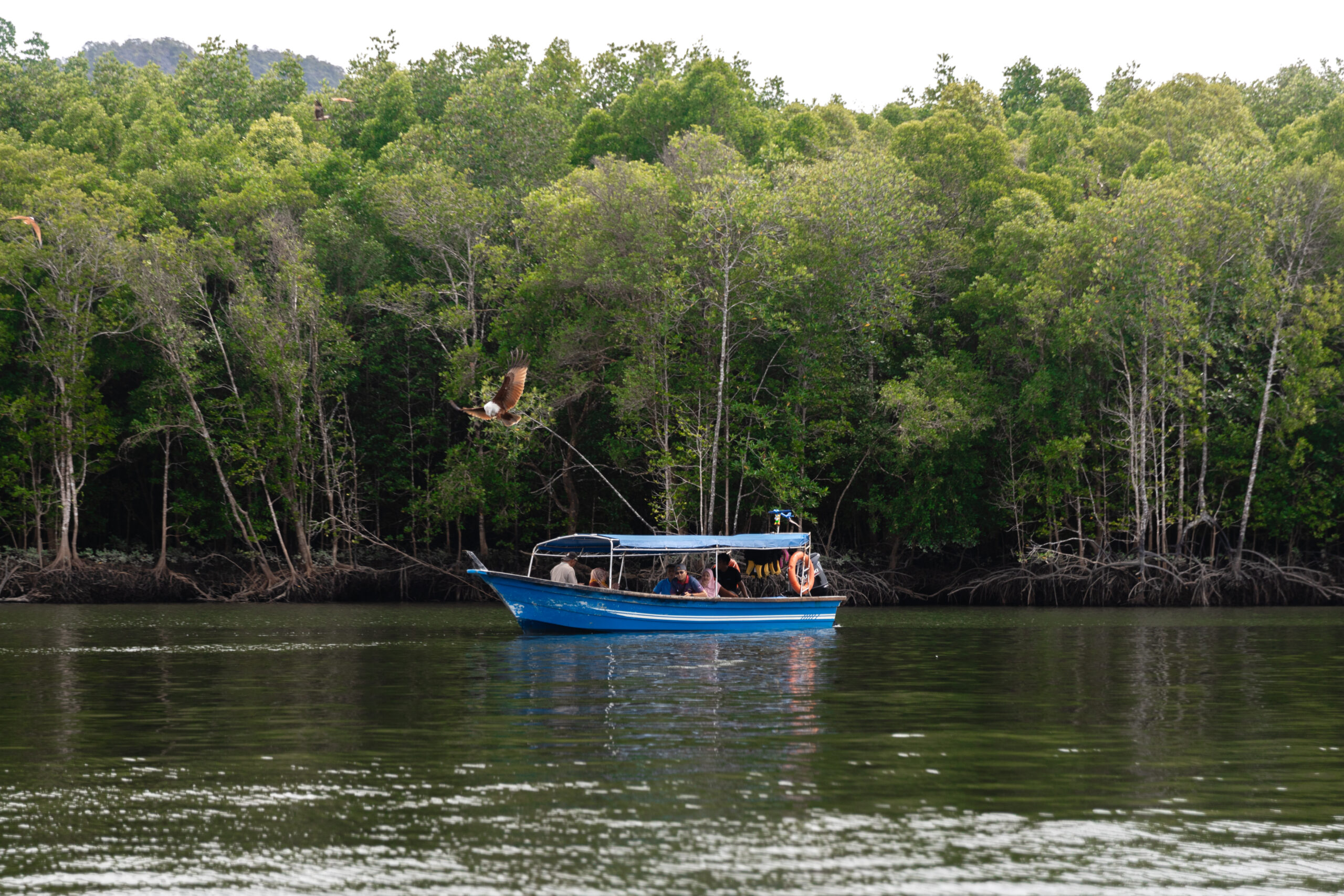 Langkawi Mangrove Boat Tour