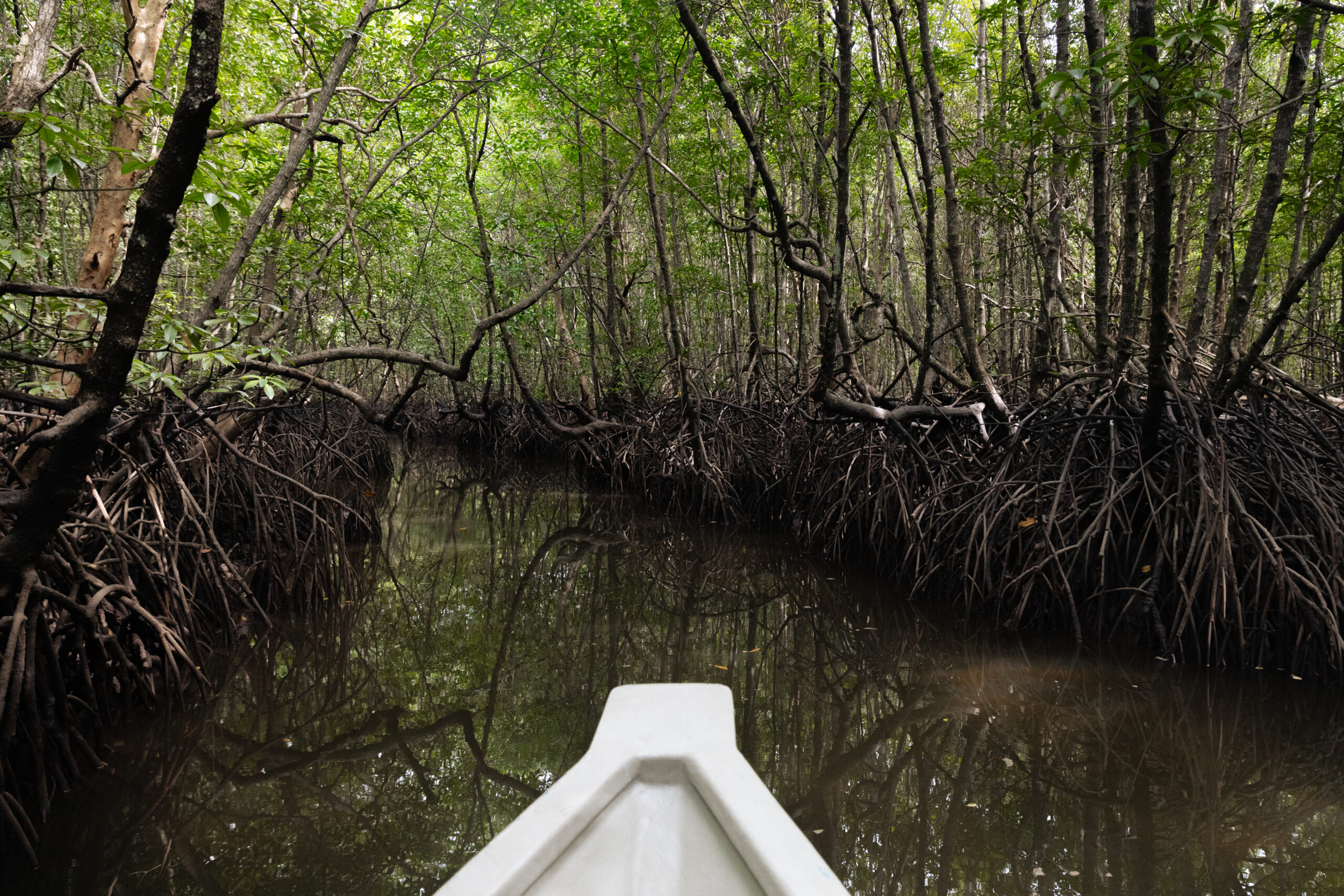 Mangrove River Cruise
