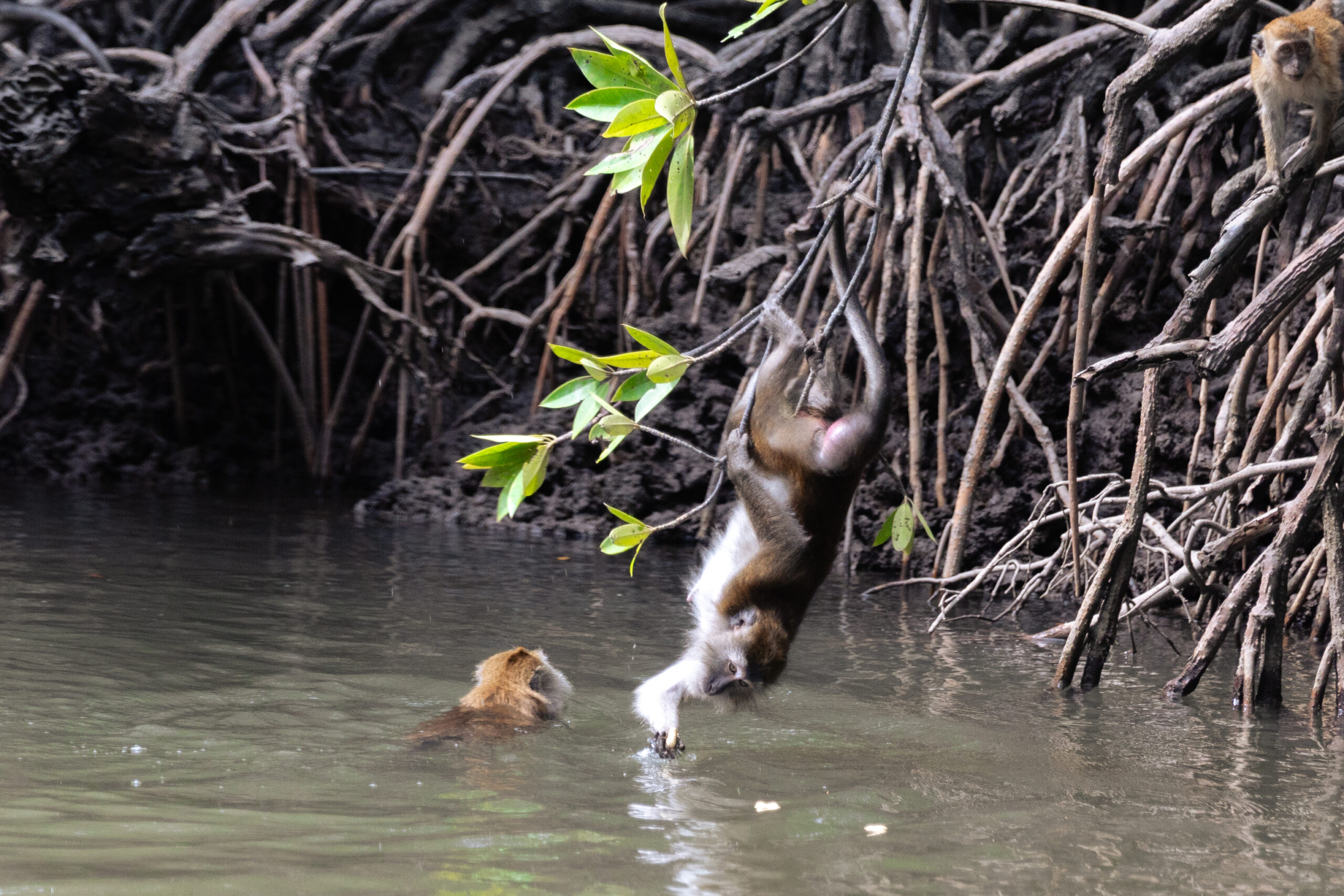 Monkey Observation