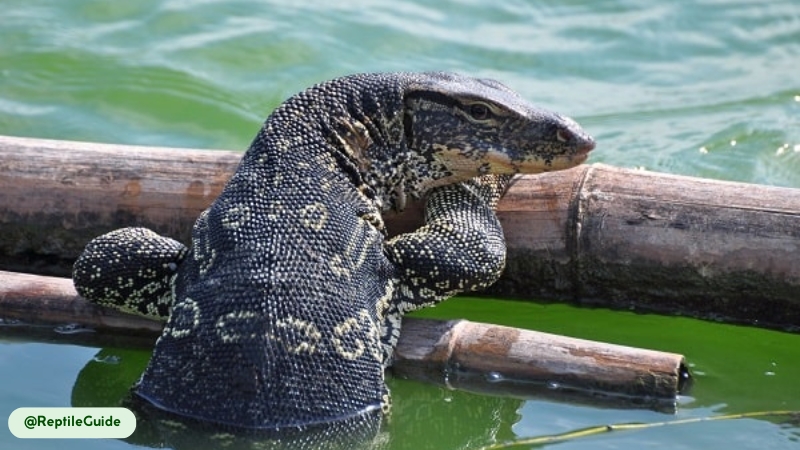 Langkawi Mangrove Boat Tour